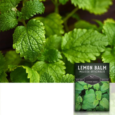 CYBEXIS VXI-36 - Lemon Balm Herb - (2250 Seeds) Seed(2250 per packet)