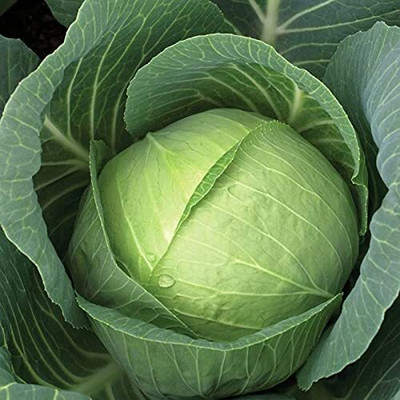 Aywal Patta Gobhi Seed(175 per packet)