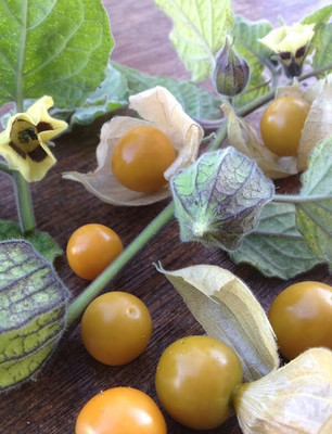 Quentova Cape Gooseberry(रसभरी) Seed(50 per packet)