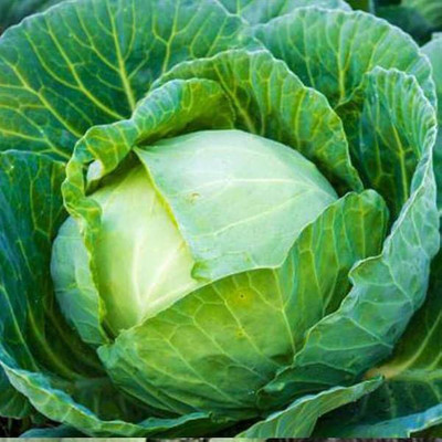 AMAJIT Hybride F1 Cabbage Plant Seeds, Gobhee ka beej, Badhakopi Seed Seed(70 per packet)