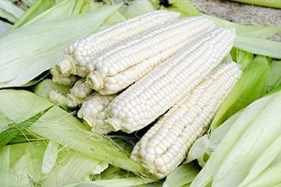 Qualtivate ICRA-4A White Corn Heirloom Seed(400 per packet)