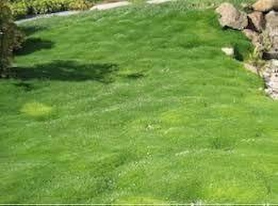 BDSresolve lawn grass seeds for park pack of 2230 Seed(2230 per packet)