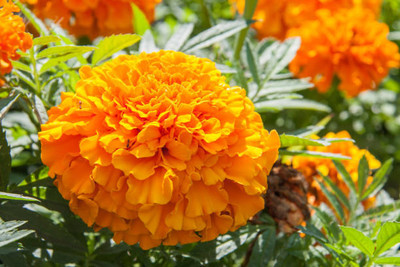 Beretta marigold/gende ka phool flower seeds Seed(25 per packet)