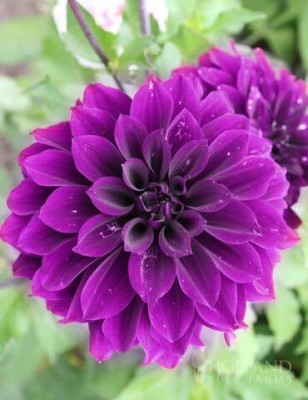 Qualtivate VXI-271 Dinnerplate Dahlia Seeds Seed(50 per packet)