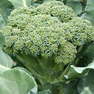 WILLVINE HUA -III Nutritious Chinese Broccoli Seeds [25g] Seed(7500 per packet)