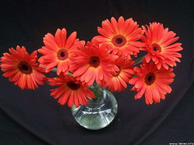 XOLDA Exotic daisy red Seed(21 per packet)