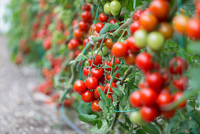 prev tomato Seed(85 per packet)