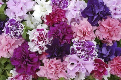 CYBEXIS Flower - Petunia - Double Pirouette Mixed Seed(50 per packet)