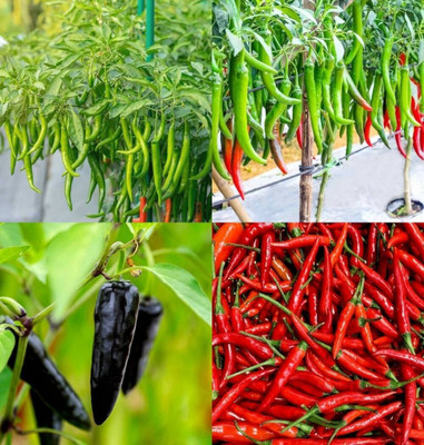 ibains Hybrid chilly seeds bij 60 Seed(60 per packet)