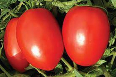 SM Exports Tomato - Arka Alok Tomato vegetable seeds, 2000 seeds per pack. Seed(2000 per packet)