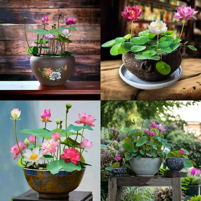 ibains Japanese premium lotus flower seeds bij 39 Seed(39 per packet)