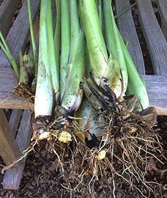 VibeX ® VXI-72 Lemon Grass/Lemongrass Seeds Seed(500 per packet)