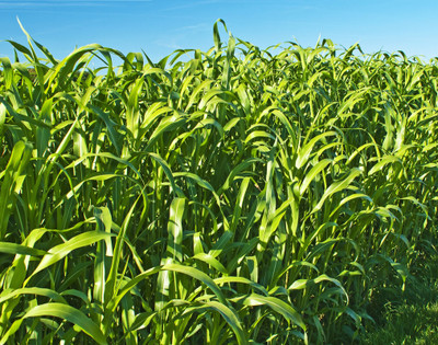 Arshiayat Cow Eating Grass Seeds, Best Quality Cow Eating Grass Seeds, High Yield Grass Seed(50 per packet)