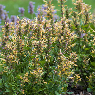 VibeX GBPUT-27 - Hummingbird Mint - (1350 Seeds) Seed(1350 per packet)