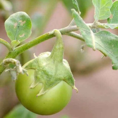 wequality green brinjal seeds desi/brinjal seeds 53 Seed(53 per packet)