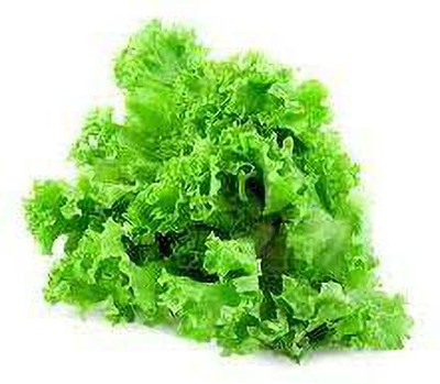 XOLDA Organic lettuce curly Seed(15 per packet)