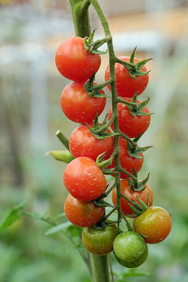 AA ENTERPRISES tomato Seed(130 per packet)