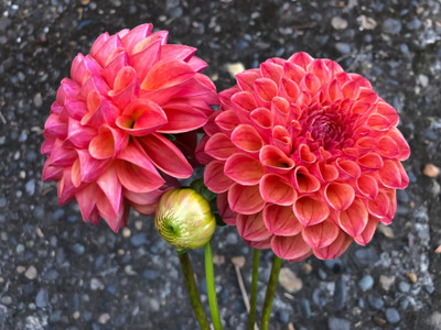 GREENSEA Dahlia mixed flower Seed(20 per packet)