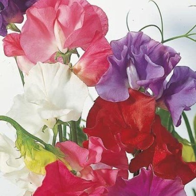 CYBEXIS Sweet Pea Seeds & Plant Markers/Will Climb & Cover Garden walls Seed(50 per packet)