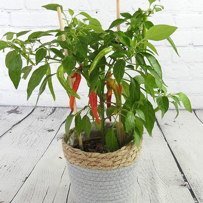 SREE Hybrid Chilli,Mirchi CW57 Seed(150 per packet)