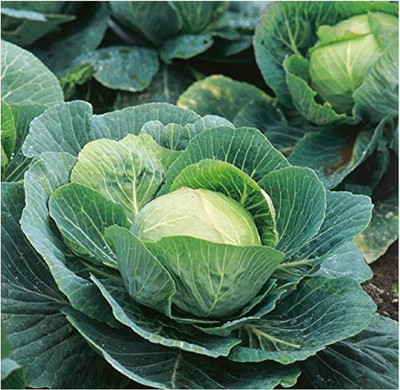 ibains Cauliflower flower cabbage seeds pack of 10 Seed(10 per packet)