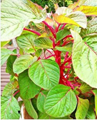 Chalisa Agencies Amaranthus Red, Tottakura Seed(250 per packet)