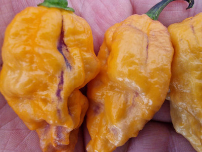 KNESSiN F1 Hybrid Black Phantom Orange Chilli Seeds For Gardening-(600 Seeds) Seed(600 per packet)