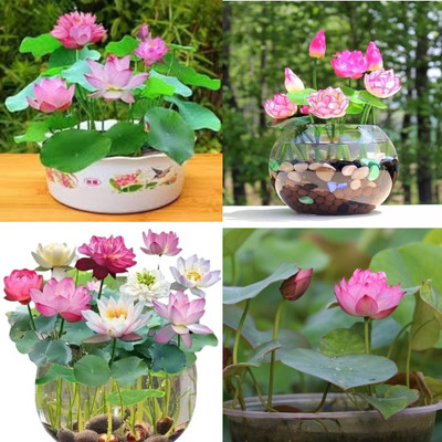 ibains Japanese lotus seeds in water bij 11 Seed(11 per packet)