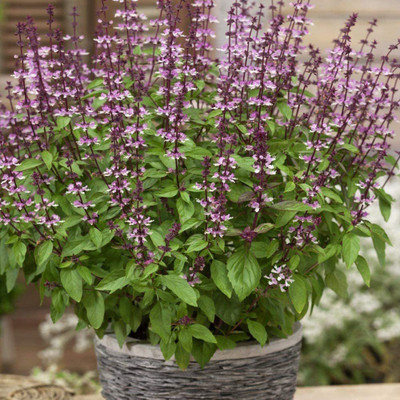 WILLVINE XLL-49 Cinnamon Basil Organic Seed(2000 per packet)