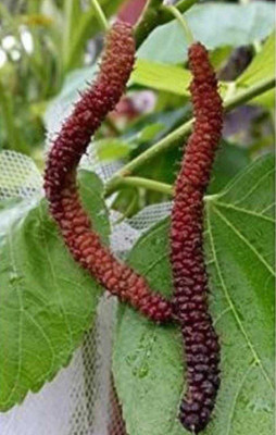 Oliver mulberry(shahatoot) Seed(72 per packet)