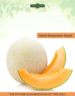 CYBEXIS Hybrid Muskmelon400 Seeds Seed(400 per packet)