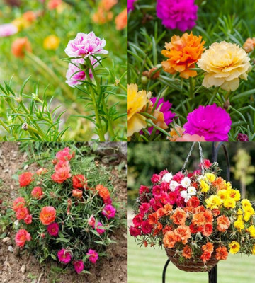 ibains Portulaca double mix flower seeds bij 76 Seed(76 per packet)