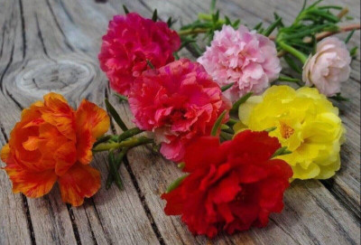 BDSresolve Desi Portulaca flower seeds/Portulaca seeds 101 Seed(101 per packet)