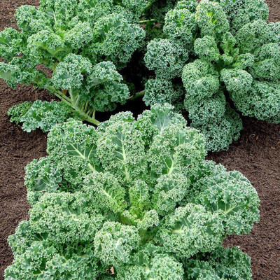 CYBEXIS Organic Kale Seeds2000 Seeds Seed(2000 per packet)