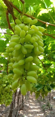 PASCLE Green Finger Grape Extra Super Sweet Seed(100 per packet)