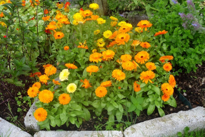 R-DRoz Calendula Double Flowers Best Quality Seeds - Pack of 30 Seeds Seed(30 per packet)