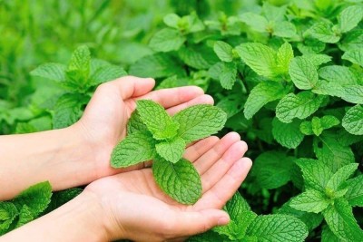 CYBEXIS LXI-56 - Lemon Balm Herbs - (2250 Seeds) Seed(2250 per packet)