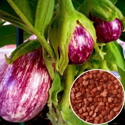 Nelgates Vegetable Brinjal purple round seeds for home gardening Seed(50 per packet)