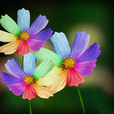 CYBEXIS TLX-24 - Rainbow Color Chrysanthemum Flower - (270 Seeds) Seed(270 per packet)