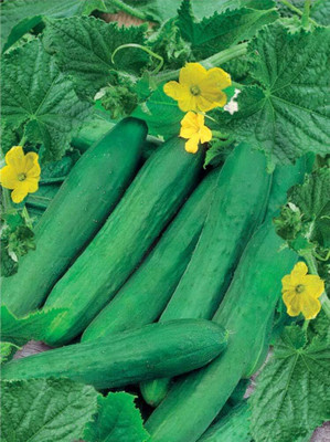 Qualtivate RES-8A Indoor Cucumber Zozula Self-Pollinating Seed(300 per packet)