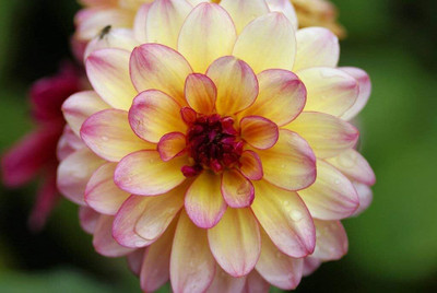LPR DAHLIA Seed(25 per packet)