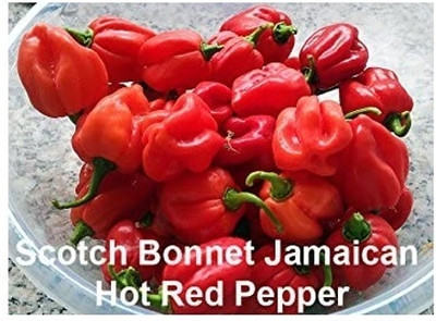 Qualtivate PUA-2A Red Scotch Bonnet Jamaican Chilli Seed(300 per packet)