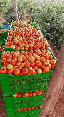 KNESSiN VIII-2 Kuber Gita Tomato Seed(200 per packet)