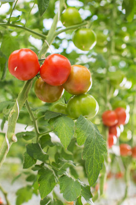 PRATEEBHA TRADERS tomato Seed(145 per packet)