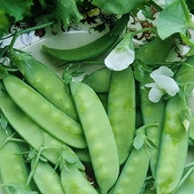 Qualtivate HUA-4A Dwarf Grey Sugar Pea Pod Seeds Seed(200 per packet)