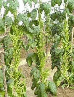 KANAYA Cluster Beans ,Guar Phali, Seed(10 per packet)