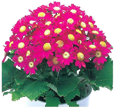 Lorvox Cineraria Mix Colour Hybrid Flower Seed(25 per packet)