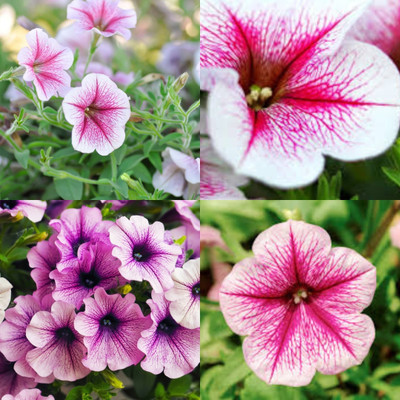 ibains Petunia seeds hybrid double bij 32 Seed(32 per packet)