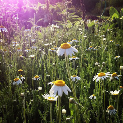 CYBEXIS LX-13 - Roman Chamomile - (250 Seeds) Seed(250 per packet)