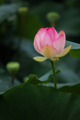 AGRODAK lotus,kamal gatta Seed(15 per packet)
